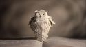 PottermoreAnuncio-Ish-137.jpg