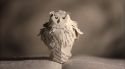 PottermoreAnuncio-Ish-138.jpg