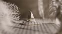 PottermoreAnuncio-Ish-96.jpg