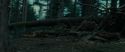 RdM1-Potterish12026.jpg