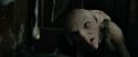 RdM1-Potterish4602.jpg