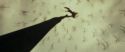 RdM1-Potterish6435.jpg