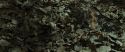 RdM1-Potterish6755.jpg