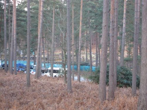 dhsetswinleyforest1002.jpg