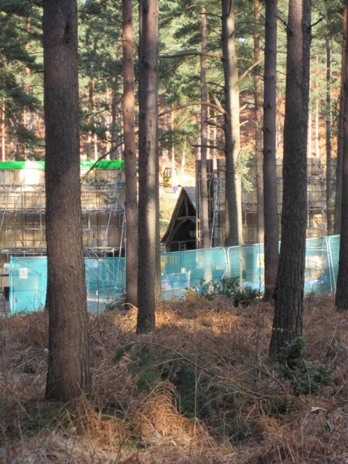 dhsetswinleyforest1011.jpg