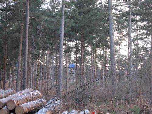 dhsetswinleyforest1020.jpg