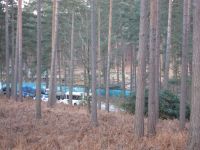 dh_set_swinleyforest10_02.JPG