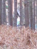 dhsetswinleyforest1001.jpg