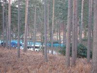 dhsetswinleyforest1002.jpg