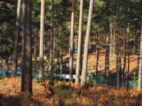 dhsetswinleyforest1004.jpg