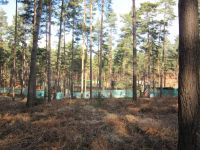 dhsetswinleyforest1008.jpg