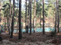dhsetswinleyforest1010.jpg