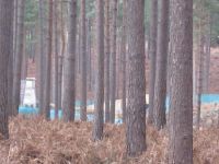 dhsetswinleyforest1015.jpg