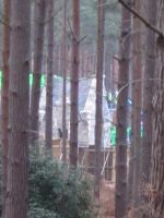 dhsetswinleyforest1017.jpg