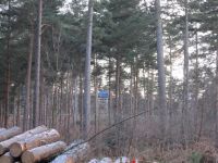 dhsetswinleyforest1020.jpg
