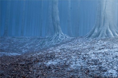Click to view full size image
==============
floresta-cenarios-scarpotter-4.jpg floresta-cenarios-scarpotter-4.jpg