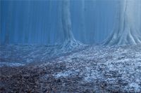 floresta-cenarios-scarpotter-4.jpg