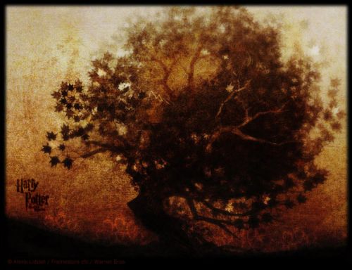 Click to view full size image
==============
0006-Elder_tree_003.jpg 0006-Elder_tree_003.jpg