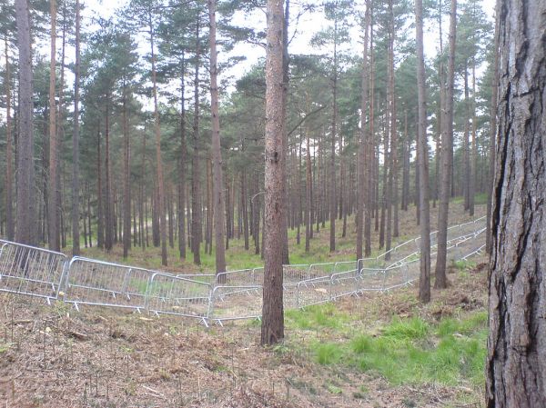 floresta_(3).jpg