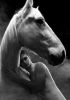 equus_bw_studioshot4.jpg