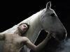equus_hires_111071.jpg