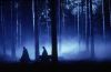 still-forbiddenforest.jpg